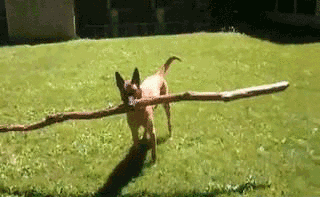10_dog_with_big_stick 10_dog_with_big_stick