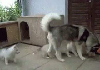 8_huskies 8_huskies