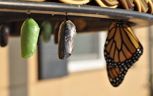 Three stages of a butterfly, illustrating how Linux has evolved