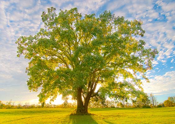 The Linux Tree with Many Branches An old oak tree with many branches, representing Linux